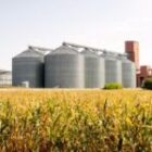 Chlorpyriphos 50% EC: The Broad-Spectrum Protector That Doesn’t Miss