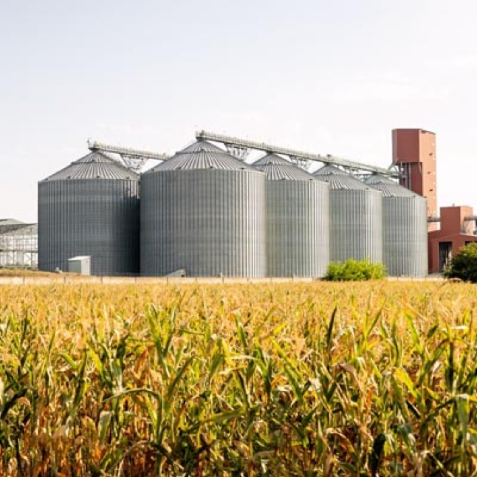 Chlorpyriphos 50% EC: The Broad-Spectrum Protector That Doesn’t Miss