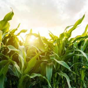 Glyphosate: The Herbicide Everyone’s Talking About, But Few Truly Understand