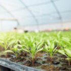 Abamectin: What Makes It One of the Most Trusted Insecticides and Miticides in Agriculture?