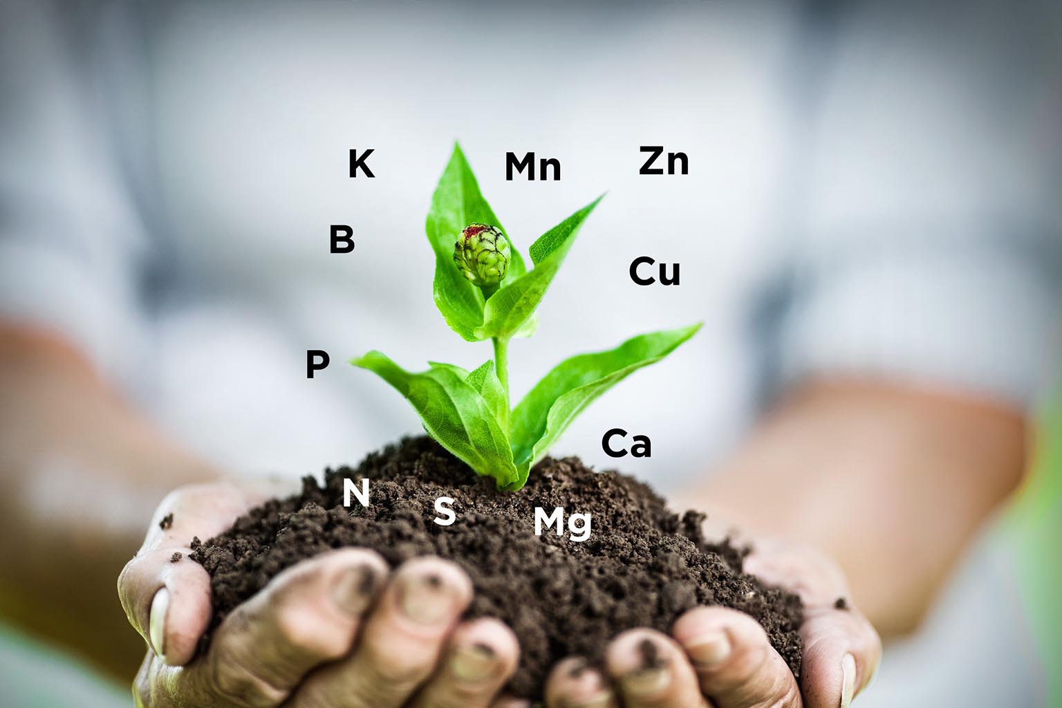 Crop Nutrition