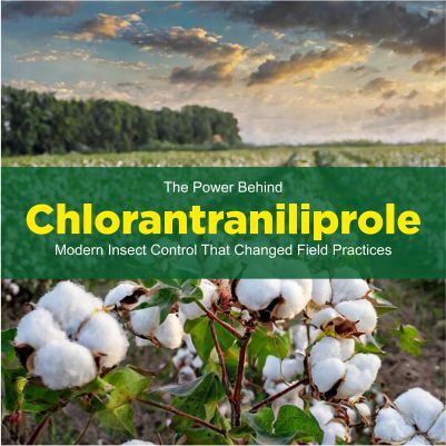 Why Growers Trust Imidacloprid 70% WG: The Silent Defender of Crops
