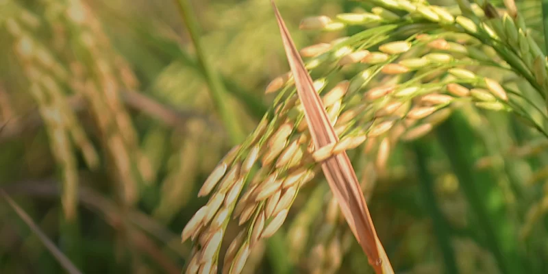 Azospirillum Azospirillum