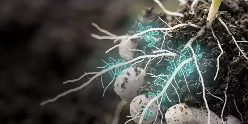 Bio fertilisers Aazotobacter